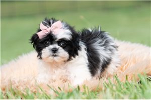 Rayne - Shih Tzu for sale
