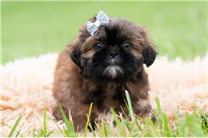 Papa - Shih Tzu for sale