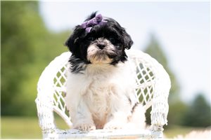 Margaret - Shih Tzu for sale