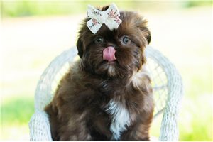 Whitney - Shih Tzu for sale