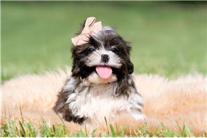 Renzo - Shih Tzu for sale