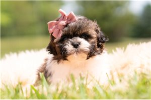 Mara - Shih Tzu for sale