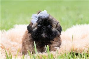 Paddy - Shih Tzu for sale