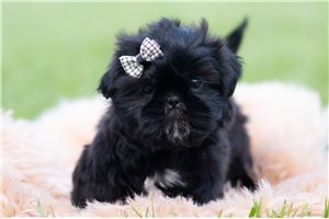 Hamlet - Shih Tzu for sale