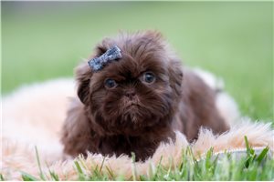 Hans - Shih Tzu for sale