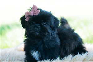 Willa - Shih Tzu for sale