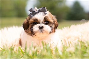 Mandela - Shih Tzu for sale