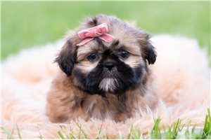 Hailey - Shih Tzu for sale