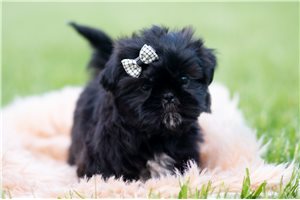 Hamlet - Shih Tzu for sale