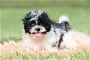 Resky - Shih Tzu for sale