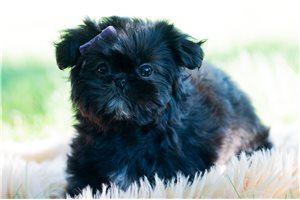 Widget - Shih Tzu for sale