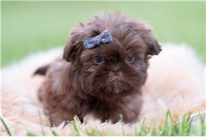 Hans - Shih Tzu for sale