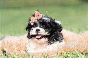 Remy - Shih Tzu for sale