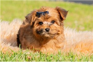 Auburn - Yorkiepoo - Yorkie Poo for sale