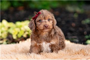 Cocoa - Yorkiepoo - Yorkie Poo for sale