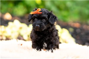 Cabo - Yorkiepoo - Yorkie Poo for sale