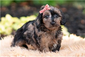 Dottie - Yorkiepoo - Yorkie Poo for sale
