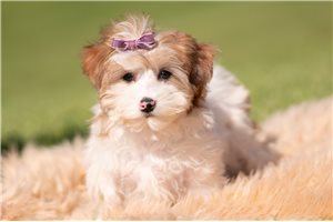 Jordana - Yorkiepoo - Yorkie Poo for sale