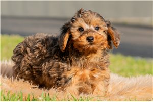 Ashton - Yorkiepoo - Yorkie Poo for sale
