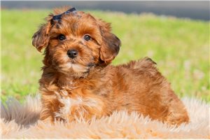 Aubrey - Yorkiepoo - Yorkie Poo for sale