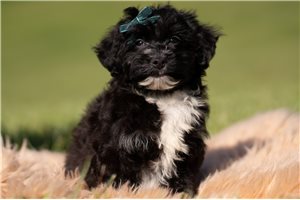 Jethro - Yorkiepoo - Yorkie Poo for sale