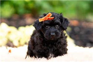 Donovan - Yorkiepoo - Yorkie Poo for sale