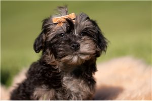 Jesper - Yorkiepoo - Yorkie Poo for sale