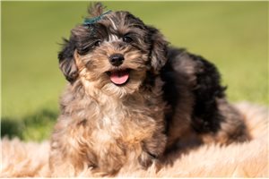 Jesse - Yorkiepoo - Yorkie Poo for sale