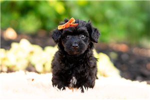 Donovan - Yorkiepoo - Yorkie Poo for sale