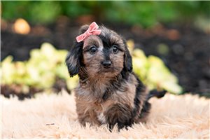 Cadence - Yorkiepoo - Yorkie Poo for sale