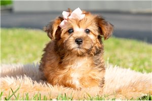 Aria - Yorkiepoo - Yorkie Poo for sale