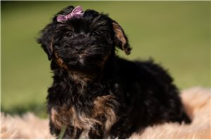Josephine - Yorkiepoo - Yorkie Poo for sale