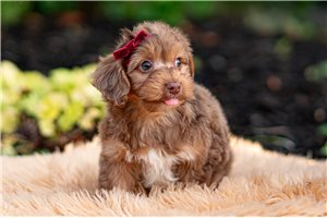 Dorrin - Yorkiepoo - Yorkie Poo for sale