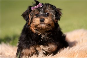 Jerry - Yorkiepoo - Yorkie Poo for sale