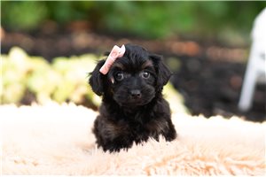 Dory - Yorkiepoo - Yorkie Poo for sale
