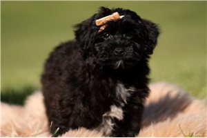 Jeter - Yorkiepoo - Yorkie Poo for sale