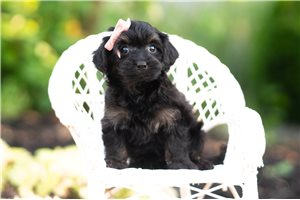 Cabaret - Yorkiepoo - Yorkie Poo for sale