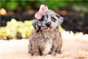 Cadette - Yorkiepoo - Yorkie Poo for sale