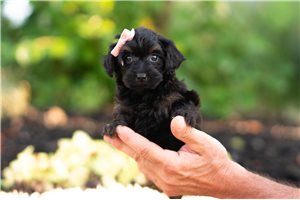 Dory - Yorkiepoo - Yorkie Poo for sale