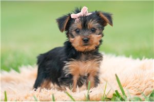 Annabelle - Yorkie for sale