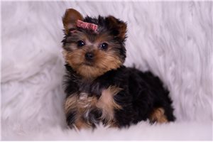 Amanda - Yorkshire Terrier - Yorkie for sale