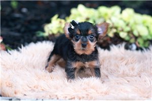 Domingo - Yorkshire Terrier - Yorkie for sale