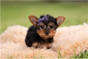 Lois - Yorkshire Terrier - Yorkie for sale