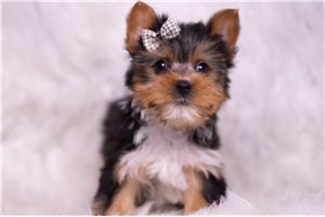 Arkin - Yorkshire Terrier - Yorkie for sale