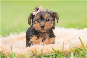 Brooke - Yorkie for sale