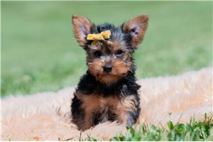 Coop - Yorkshire Terrier - Yorkie for sale