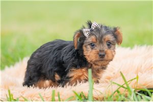 Blaine - Yorkshire Terrier - Yorkie for sale
