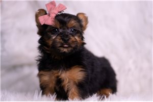 Ophelia - Yorkshire Terrier - Yorkie for sale