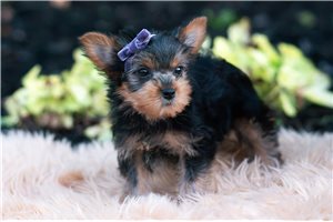 Dorothy - Yorkshire Terrier - Yorkie for sale