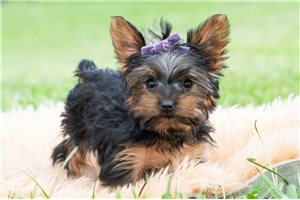 Esme - Yorkshire Terrier - Yorkie for sale